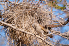 10.9.2022 - CKGR, Kori Campsite 1, Grey-headed Sparrow (Graukopfsperling)