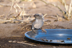 10.9.2022 - CKGR, Kori Campsite 1, Grey-headed Sparrow