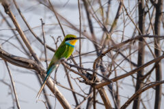 10.9.2022 - CKGR, Kori Campsite 1, Swallow-tailed Bee-eater (Schwalbenschwanz-Spint)