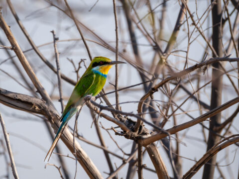 10.9.2022 - CKGR, Kori Campsite 1, Swallow-tailed Bee-eater (Schwalbenschwanz-Spint)