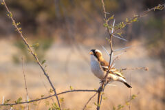 10.9.2022 - CKGR, Kori Campsite 1, White-browed Sparrow-Weaver