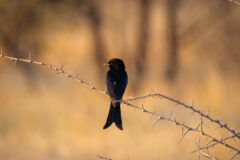 10.9.2022 - CKGR, Kori Campsite 1, Forked-tailed Drongo