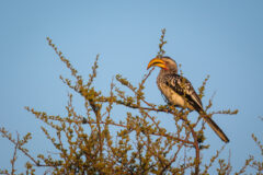 11.9.2022 - CKGR, Kori Campsite 1, Yellow-billed Hornbill (Gelbschnabel-Toko)