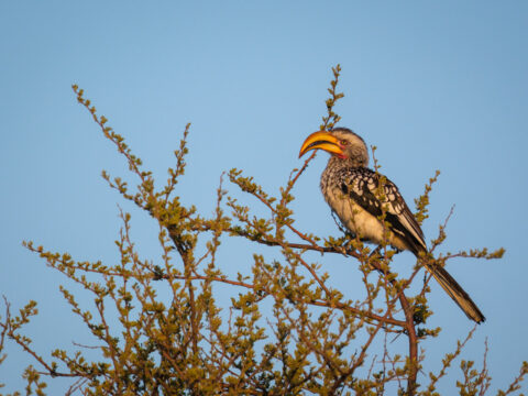 11.9.2022 - CKGR, Kori Campsite 1, Yellow-billed Hornbill (Gelbschnabel-Toko)