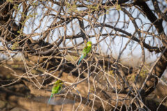11.9.2022 - CKGR, Kori Campsite 1, Swallow-tailed Bee-eater