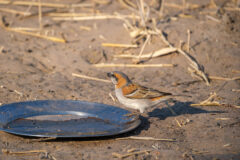 11.9.2022 - CKGR, Kori Campsite 1, Great Rufous Sparrow