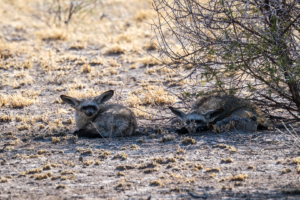 11.9.2022 - CKGR, Deception Pan, Bat-eared Fox