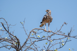 11.9.2022 - CKGR, Deception Pan, Gabar Goshawk (juvenil, Mauser) (Gabar-Habicht)