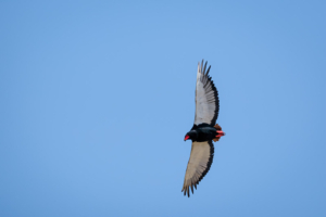 11.9.2022 - CKGR, Ausfahrt zum Matswere Gate, Bateleur (Gaukler)