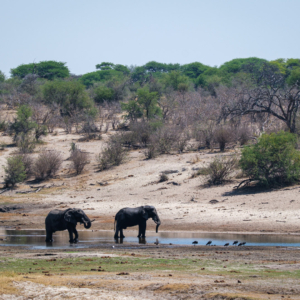 Botswana 2022 – Game Drives im Makgadikgadi National Park