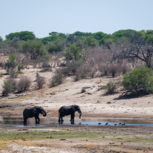 Botswana 2022 – Game Drives im Makgadikgadi National Park Botswana 2022 – Game Drives im Makgadikgadi National Park