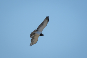 12.9.2022 - Makgadikgadi, Boteti, Black-chested Snake Eagle (Schwarzbrust-Schlangenadler)