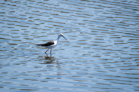12.9.2022 - Makgadikgadi, Boteti, Black-winged Stilt