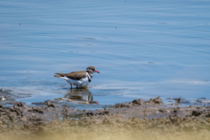 12.9.2022 - Makgadikgadi, Boteti, Three-banded Plover (Dreiband-Regenpfeifer)