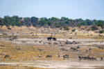 12.9.2022 - Makgadikgadi, Boteti, Noon Drive