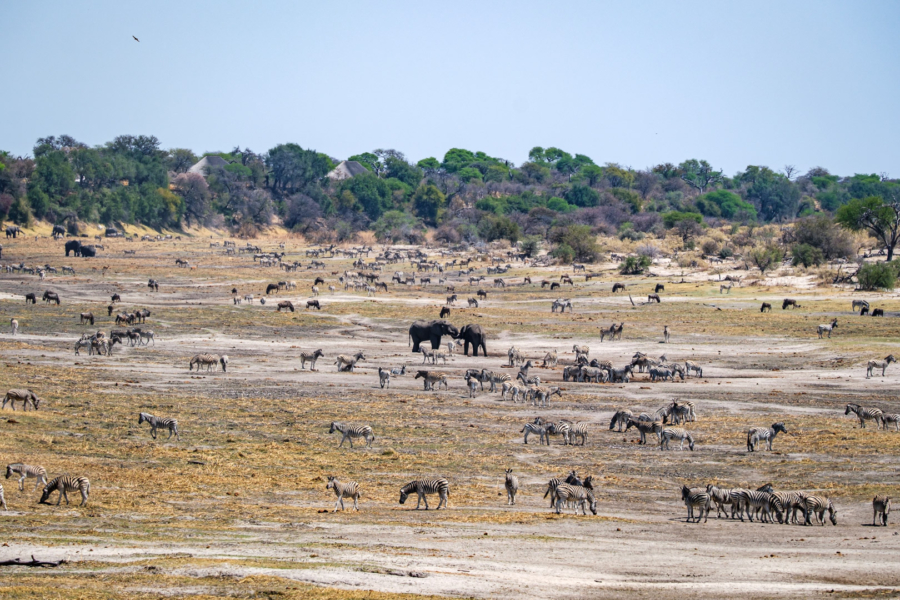 12.9.2022 - Makgadikgadi, Boteti, Noon Drive