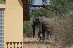 12.9.2022 - Makgadikgadi, Khumaga Campsite 2 (Camp Host ;-)