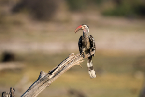 12.9.2022 - Makgadikgadi, Boteti, Red-billed Hornbill (Rotschnabel-Toko)