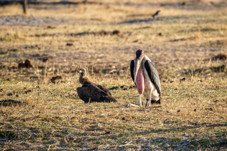 12.9.2022 - Makgadikgadi, Boteti, White-backed Vulture & Marabu