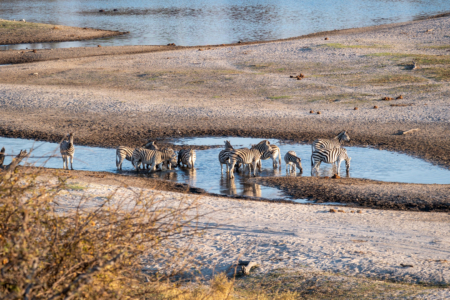 12.9.2022 - Makgadikgadi, Boteti, Afternoon Drive