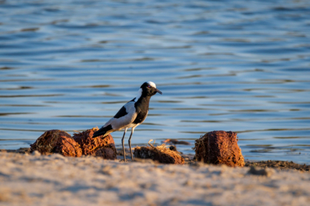 12.9.2022 - Makgadikgadi, Boteti, Blacksmith Lapwing (Waffenkiebitz)