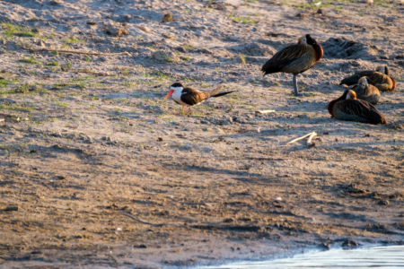 12.9.2022 - Makgadikgadi, Boteti, African Skimmer (Braunmantel-Scherenschnabel :-)