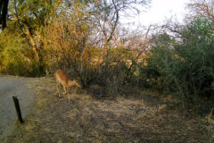 12.9.2022 - Makgadikgadi, Khumaga Campsite 2, Impala (Wildkamera)