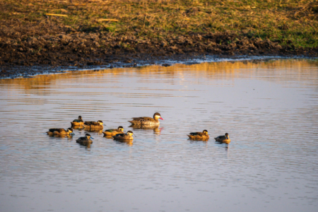 13.9.2022 - Makgadikgadi, Boteti, Hottentot Teal &amp; Red-billed Teal (Pünktchen-Ente und Rotschnabel-Ente)