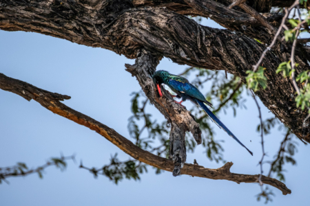 13.9.2022 - Makgadikgadi, Boteti, Green Wood-Hoopoe (Baumhopf)