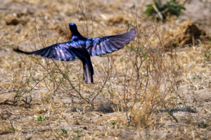 13.9.2022 - Makgadikgadi, Boteti, Burchell&#039;s Starling (Riesenglanzstar)