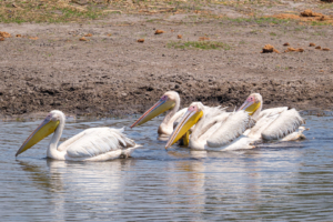 13.9.2022 - Makgadikgadi, Boteti, Great White Pelican (Rosapelikan)