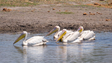 13.9.2022 - Makgadikgadi, Boteti, Great White Pelican (Rosapelikan)