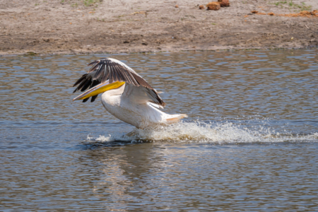 13.9.2022 - Makgadikgadi, Boteti, Great White Pelican