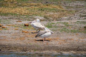 13.9.2022 - Makgadikgadi, Boteti, Pink-backed Pelican (Rötelpelikan)