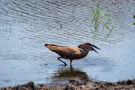 13.9.2022 - Makgadikgadi, Boteti, Hamerkop