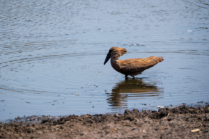 13.9.2022 - Makgadikgadi, Boteti, Hamerkop (Hammerkopf ;)