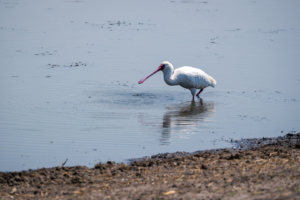 13.9.2022 - Makgadikgadi, Boteti, African Spoonbill (Löffler)