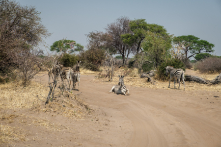 13.9.2022 - Makgadikgadi, Boteti, Noon Drive
