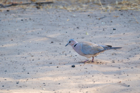 13.9.2022 - Makgadikgadi, Khumaga Bird Walk, Cape Turtle Dove