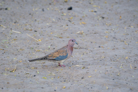 13.9.2022 - Makgadikgadi, Khumaga Bird Walk, Laughing Dove (Palmtaube)