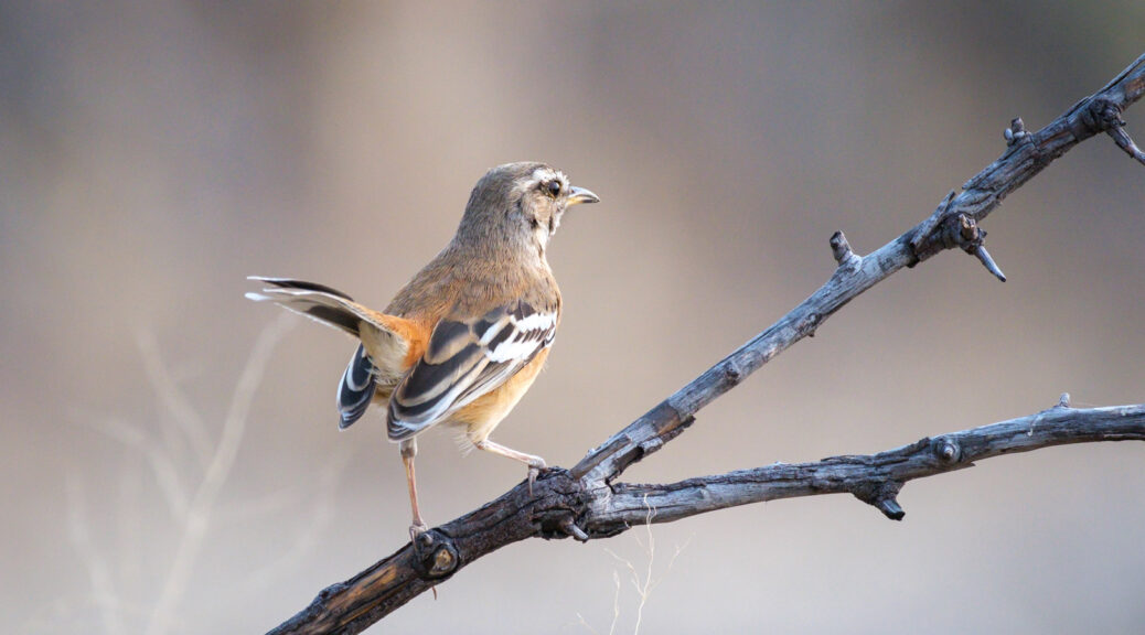 13.9.2022 - Makgadikgadi, Khumaga Bird Walk, Kalahari Scrub-Robin (Kalahari-Heckensänger)