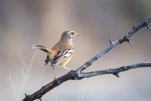 13.9.2022 - Makgadikgadi, Khumaga Bird Walk, Kalahari Scrub-Robin (Kalahari-Heckensänger)