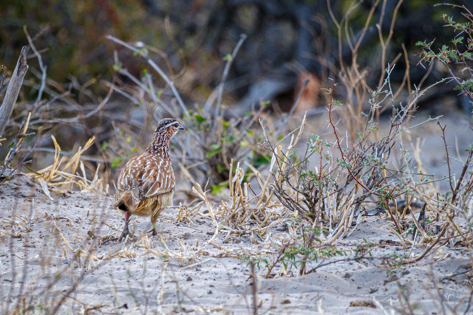 13.9.2022 - Makgadikgadi, Khumaga Bird Walk, Crested Francolin (Schopf-Frankolin)