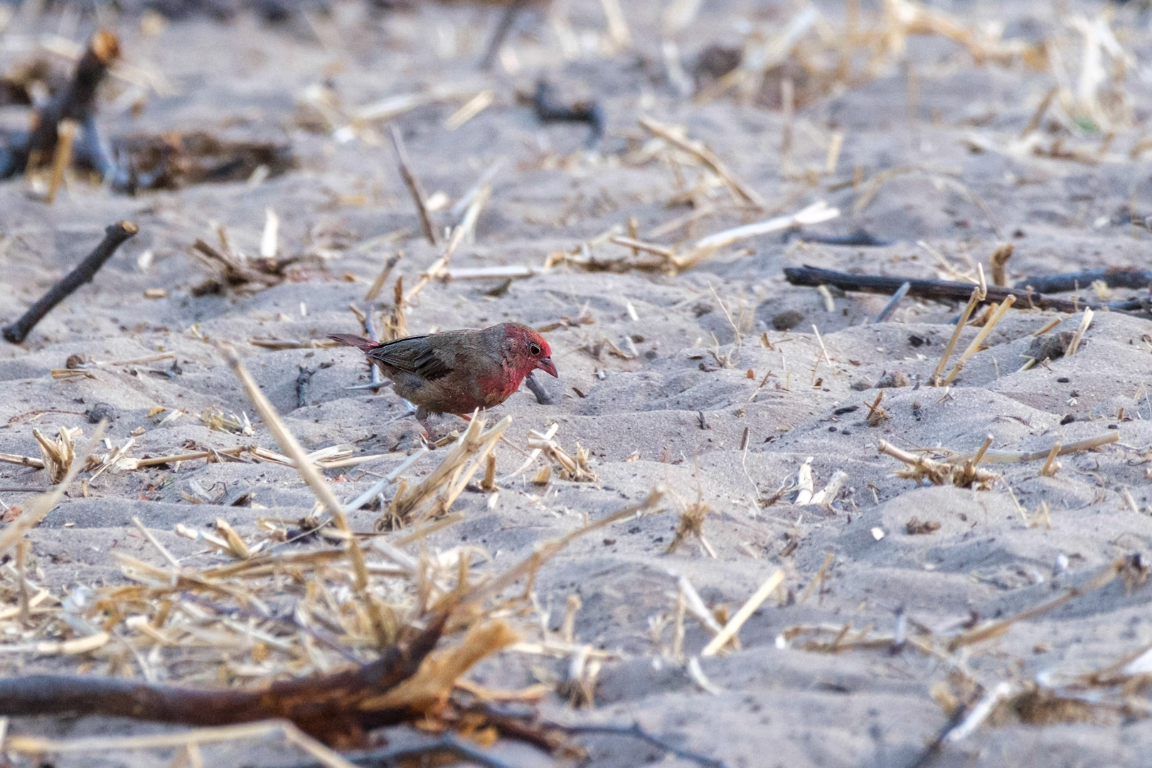 13.9.2022 - Makgadikgadi, Khumaga Bird Walk, Red-billed Firefinch