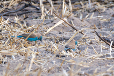 13.9.2022 - Makgadikgadi, Khumaga Bird Walk, Blue Waxbill