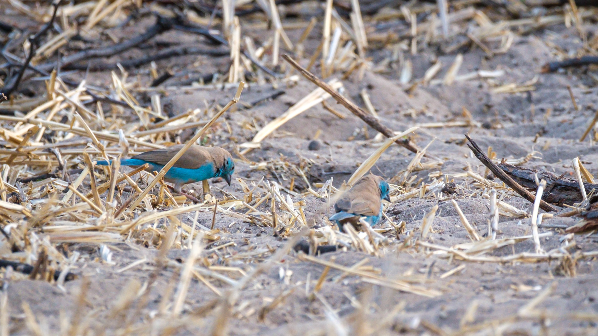 13.9.2022 - Makgadikgadi, Khumaga Bird Walk, Blue Waxbill