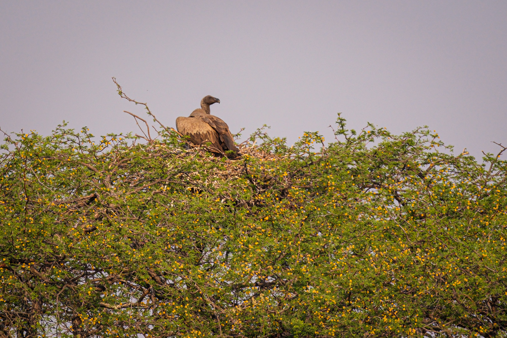 13.9.2022 - Makgadikgadi, Khumaga Bird Walk, brütender White-backed Vulture