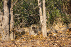 14.9.2022 - Makgadikgadi, Khumaga Camp, Vervet Monkeys