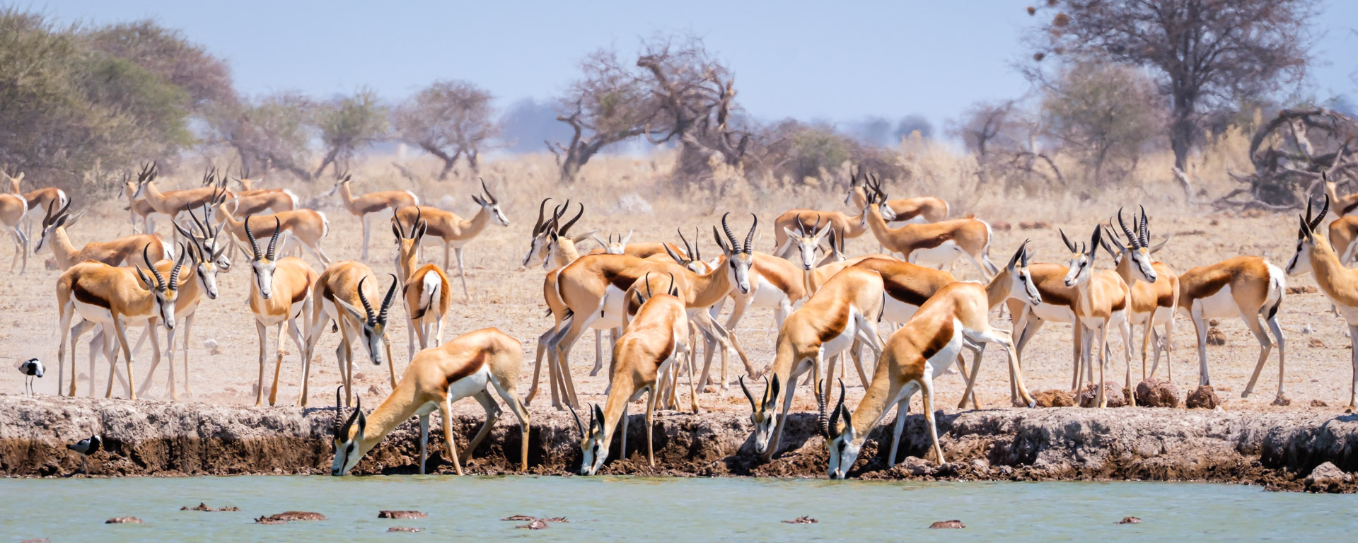 14.9.2022 - Nxai Pan Waterhole, Impala