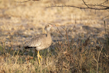 14.9.2022 - Nxai Pan, Northern Black Korhaan / White-quilled Bustard (f) (Weißflügel-Trappe)